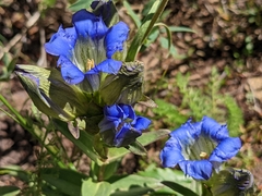 Gentiana parryi