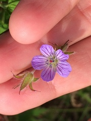 Geranium pseudosibiricum