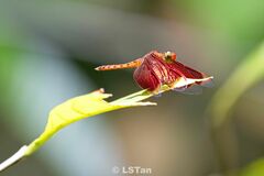 Neurothemis fluctuans