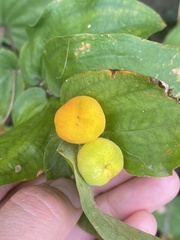 Prosartes trachycarpa