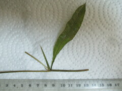 Potamogeton gramineus