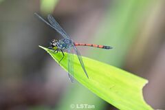 Agrionoptera insignis