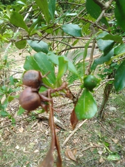 Brunfelsia americana