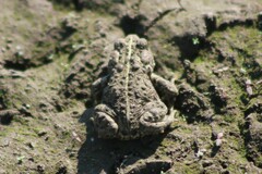Anaxyrus boreas boreas