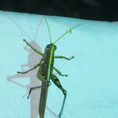 Schistocerca obscura