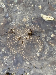 Evasterias troschelii