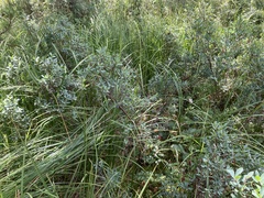 Vaccinium uliginosum