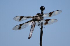 Libellula forensis