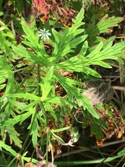 Geranium pseudosibiricum