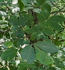 Carya ovata