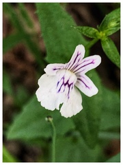 Nemesia diffusa