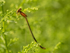 Ischnura asiatica