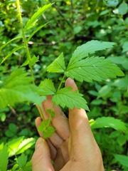 Agrimonia gryposepala