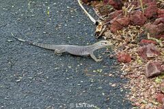 Varanus nebulosus