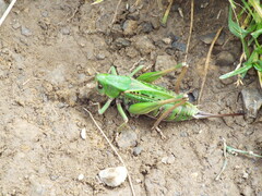 Decticus verrucivorus