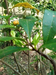 Brunfelsia americana