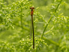 Ischnura asiatica