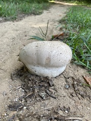 Calvatia