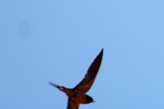 Hirundo rustica erythrogaster