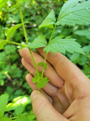 Agrimonia gryposepala