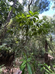 Alstonia macrophylla