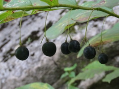 Polygonatum biflorum
