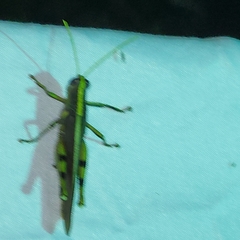 Schistocerca obscura