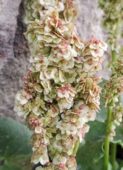 Oxyria digyna
