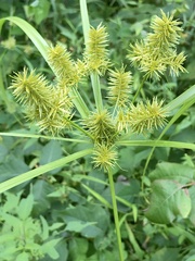 Cyperus strigosus