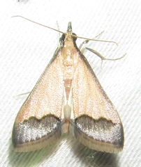 Autocharis