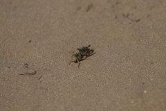 Melanoplus fasciatus