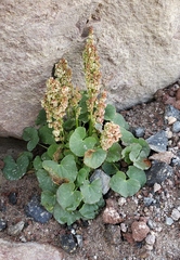 Oxyria digyna