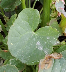Oxyria digyna