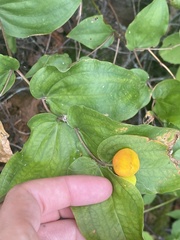 Prosartes trachycarpa