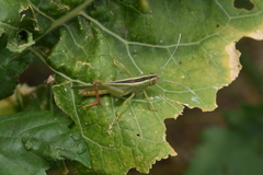 Heteracris pterosticha