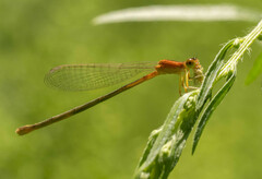 Ischnura asiatica