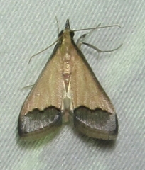 Autocharis