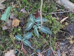Goodyera oblongifolia