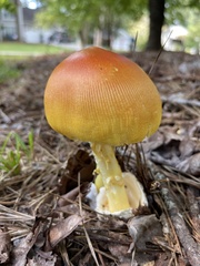 Amanita