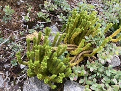 Huperzia appressa