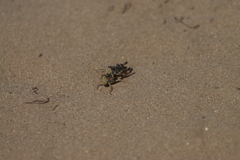 Melanoplus fasciatus