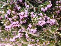 Erica manipuliflora