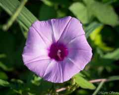 Ipomoea cordatotriloba