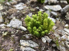 Huperzia appressa