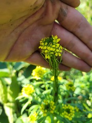 Erysimum cheiranthoides