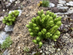 Huperzia appressa