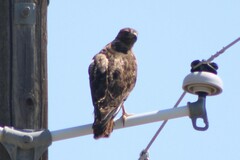 Buteo jamaicensis calurus