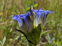 Gentiana parryi