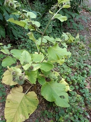 Arctium lappa