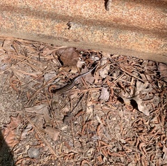 Plestiodon